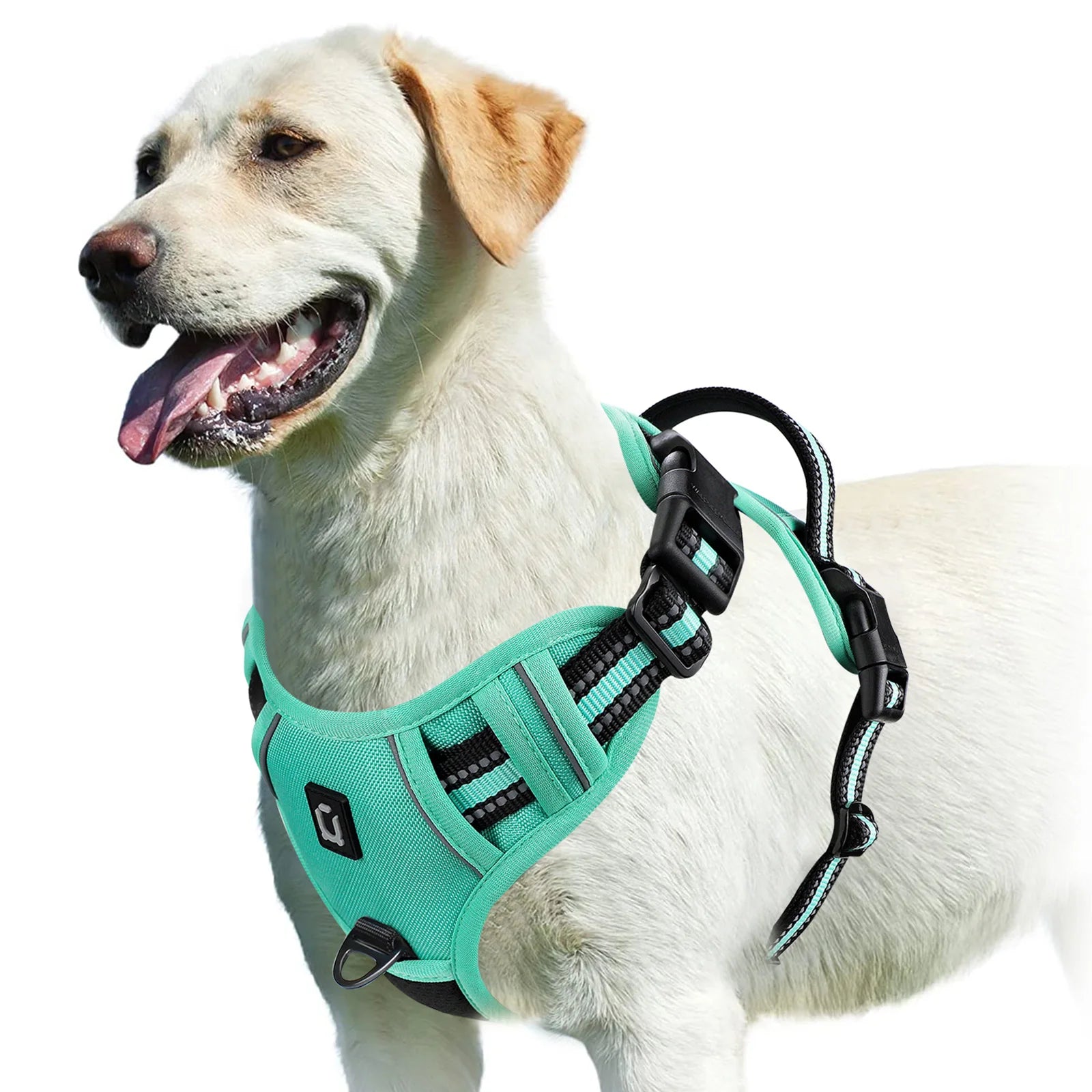 Labrador dog wearing turquoise Furmont dog harness on white background