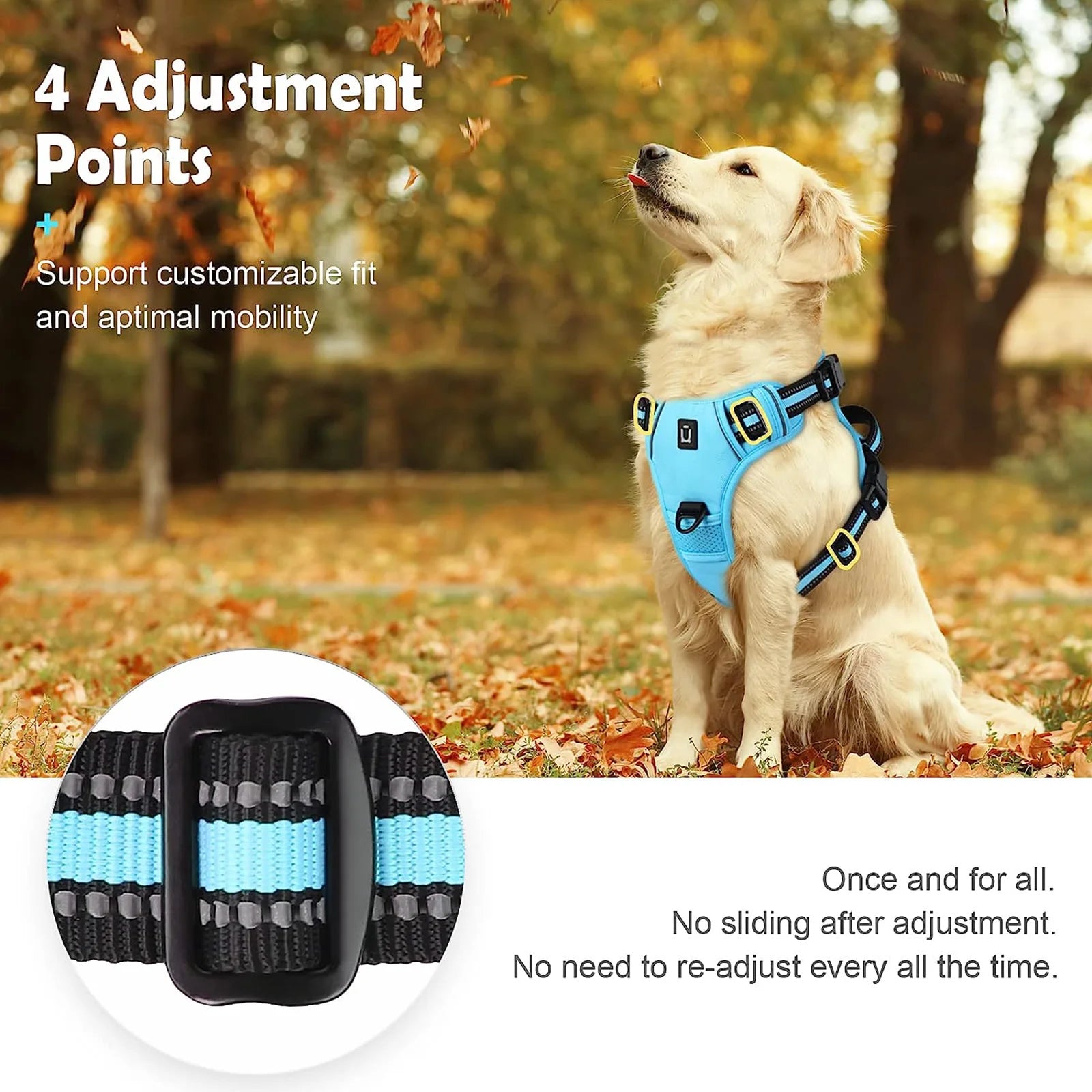 Golden retriever wearing light blue adjustable dog harness in autumn park, Furmont pet gear