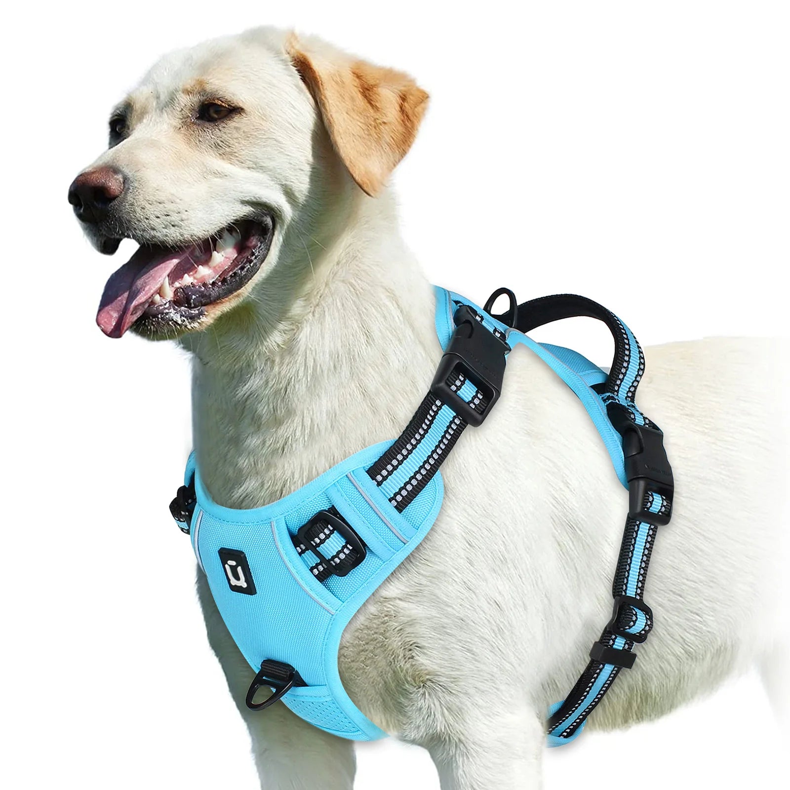 Labrador retriever wearing a light blue dog harness, Furmont pet accessory on white background