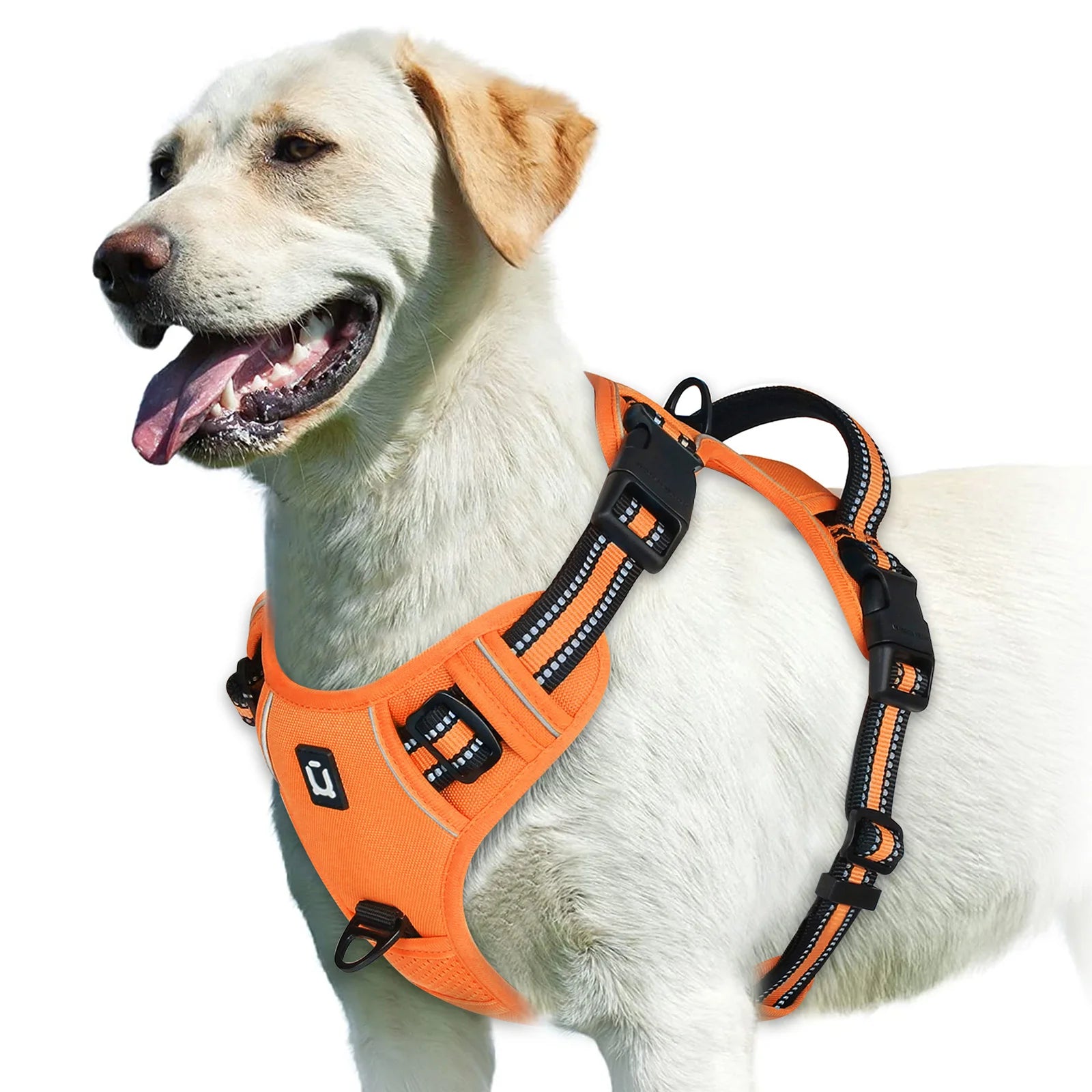 Yellow labrador wearing an orange reflective dog harness by Furmont