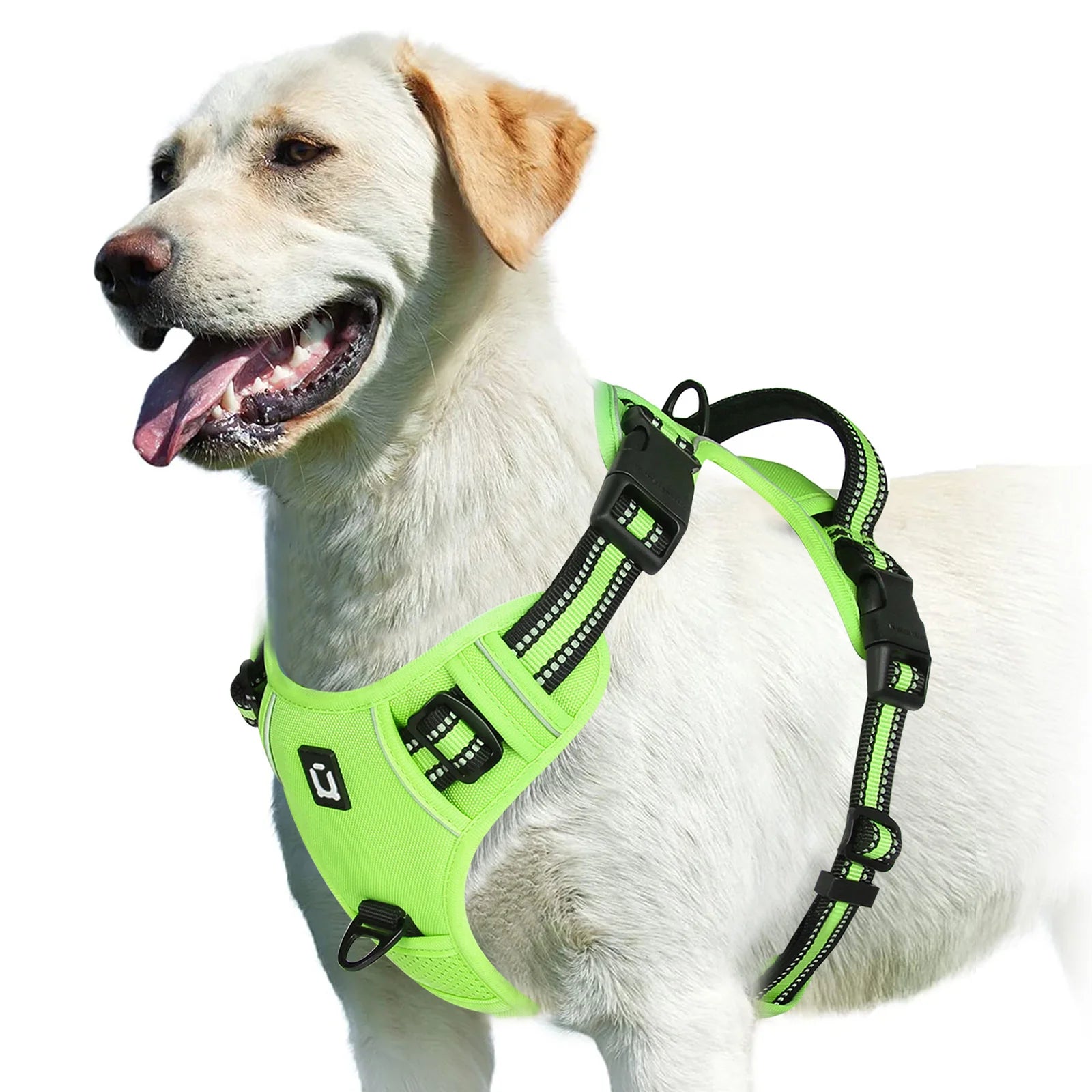 Labrador wearing bright green reflective dog harness, Furmont pet accessories