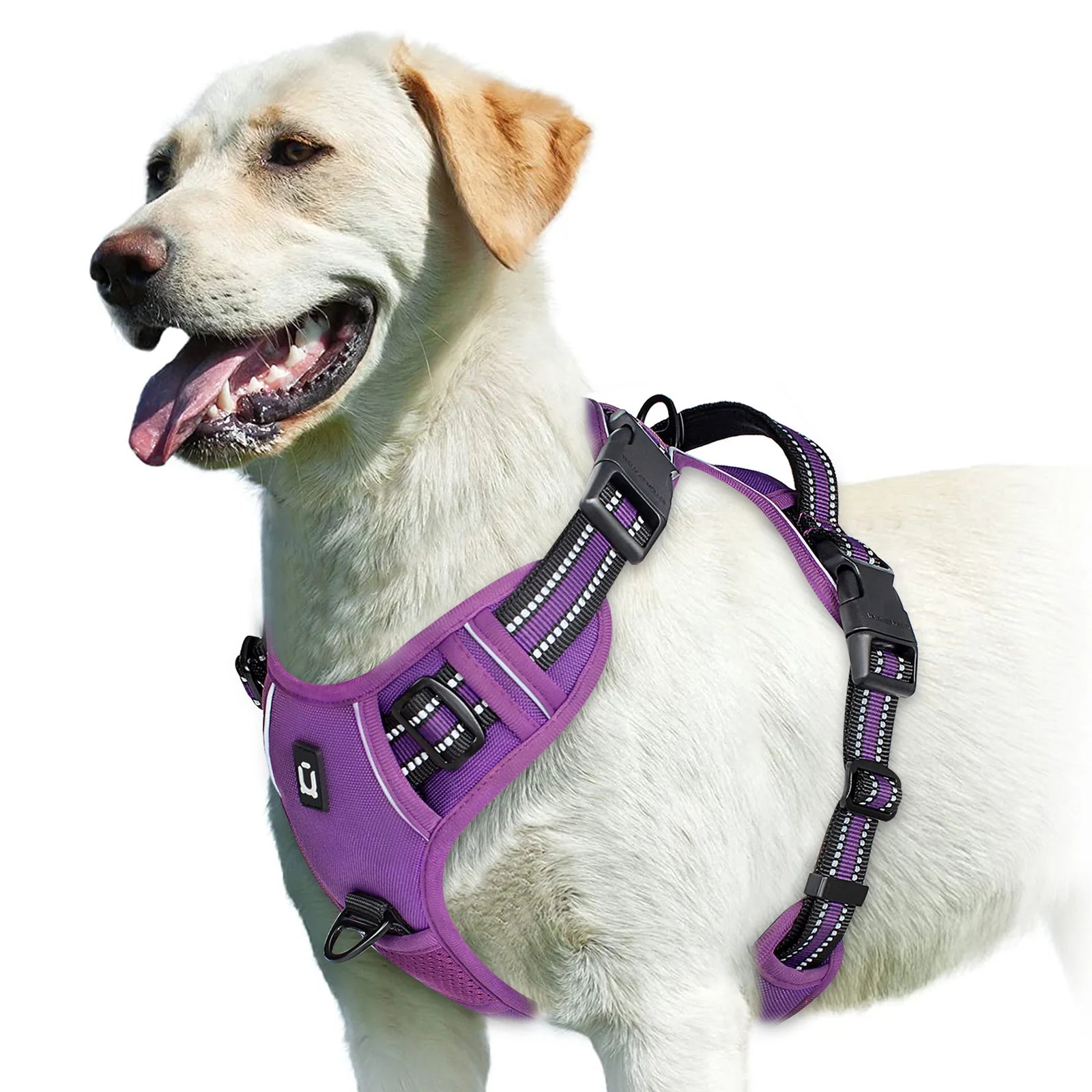 Yellow labrador dog wearing a purple reflective harness from Furmont
