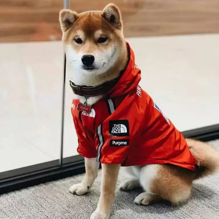 Shiba Inu dog in red jacket with Furmont branding, indoor modern space